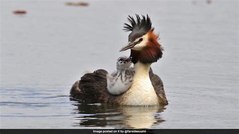 Weird Puking Bird Wins Online Contest That Went Global Mumbai Voted Too