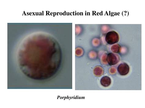 Ppt Red Alga Rhodophytes Powerpoint Presentation Free Download Id 3225810