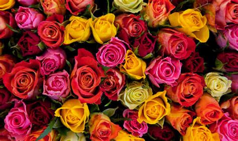 Роза из Кении к свободной покупке. Приход 17.09.2019. - EcuadorFlowers