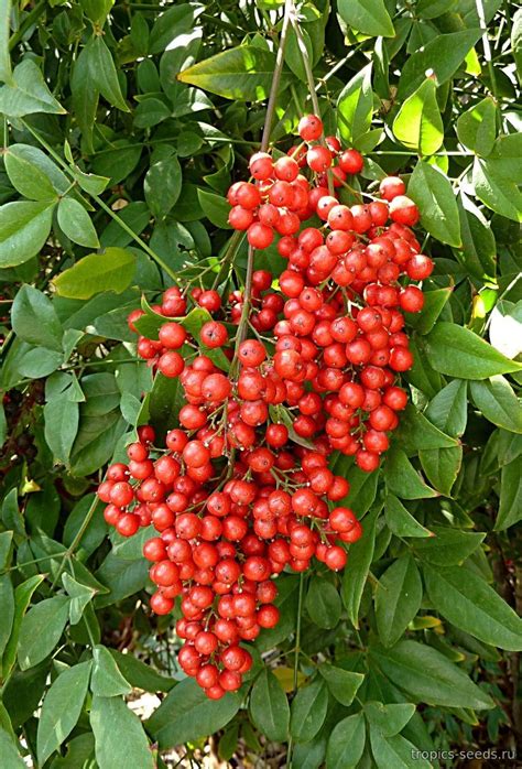 Нандина домашняя (Nandina domestica): купить 5 семян с доставкой на ...