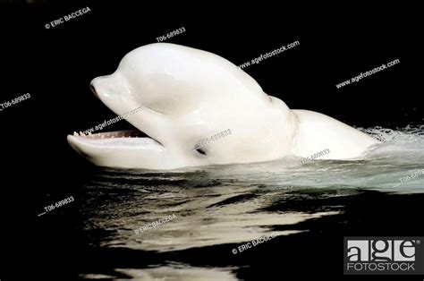 Beluga Whale Delphinapterus Leucas Surfacing Captive Vancouver