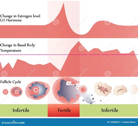 Ovulation Chart Stock Image - Image: 16896621