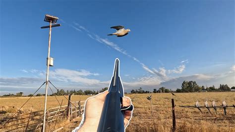 OPENING DAY Dove Hunt in California 2023! - YouTube