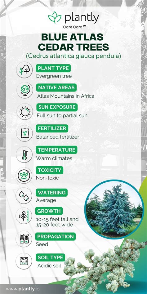 How To Grow And Care For Blue Atlas Cedar Trees Plantly
