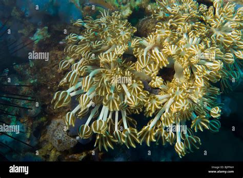 Soft Coral Polyps Goniopora Tentacles Polyps Feed Feeding Reef