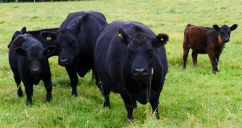 Lowline Angus Cattle: Growth Rate, Meat Quality, And More - Sand Creek Farm