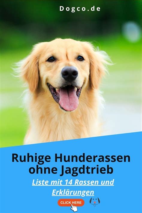Ruhige Hunderassen Ohne Jagdtrieb Artofit