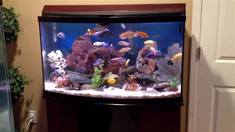 Gallon African Cichlid Tank Youtube