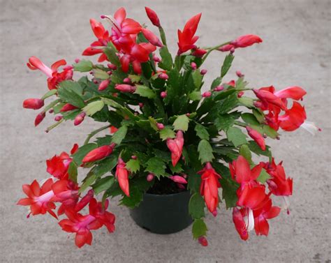 Schlumbergera Red Holiday Christmas Cactus - Plants4Home