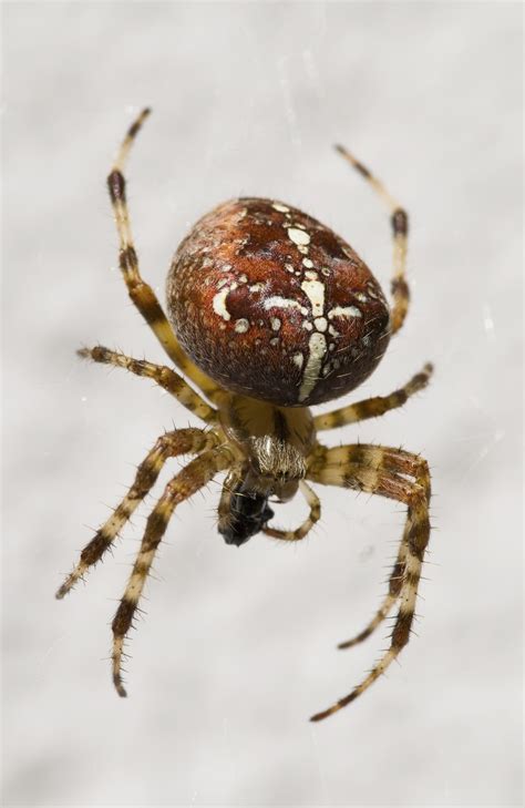 Spiders In Garden Good Or Bad at Herbert Hamilton blog
