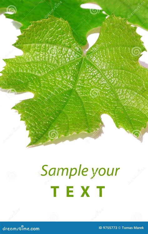 Vine Leafbackground Stock Image Image Of Growth November 9755773