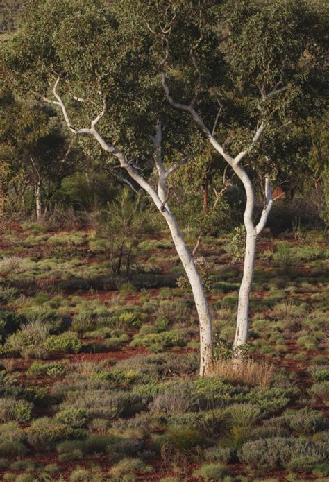 How To Photograph Australias Bush Part Two Australian Photography
