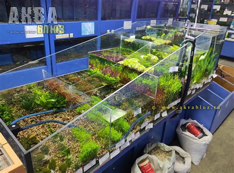 Купить водные растения для аквариума в интернет-магазине в Челябинске