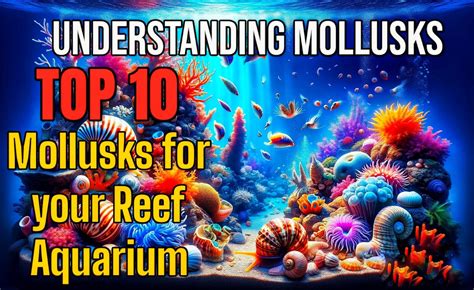 Understanding Mollusks Top 10 Mollusks For Your Reef Aquarium