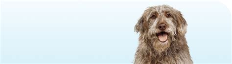 Bravecto For Dogs - us-bravecto-com