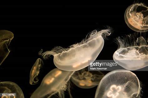 Moon Jelly Photos and Premium High Res Pictures - Getty Images