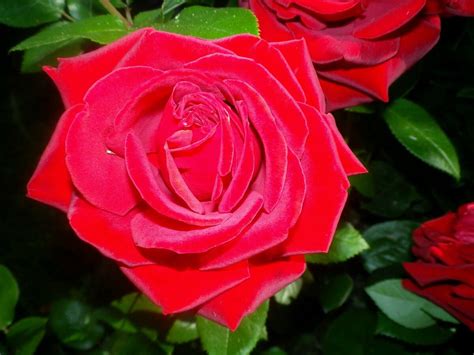 102 РОЗЫ. 🌹 Ингрид Бергман. Чайно-гибридная, бархатная моя роза ...