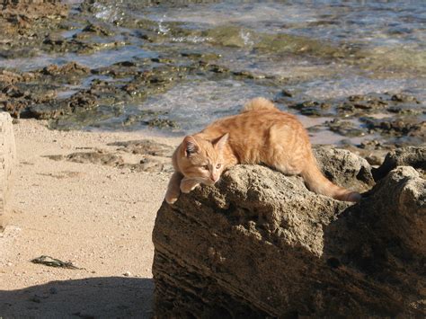 Tommy Colonia Felina Di Su Pallosu Sardegna L Unica Dov Flickr