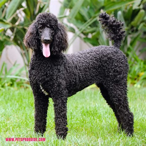 Poodle Breed Information And Pictures Pet Guides Health And Gear Blogs