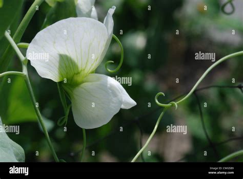 A white pea pod flower with tendrils Stock Photo - Alamy