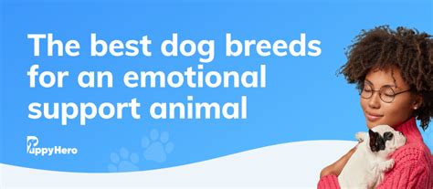 The Best Dog Breeds for Emotional Support | Puppy Hero