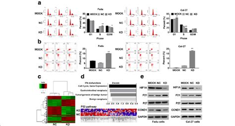 Mir31hg Targeted Hif1a And P21 To Regulate The Cell Cycle Progression