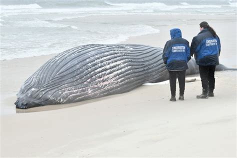 Dead Humpback Whale Washes Up At Cupsogue Beach In Westhampton Sunday 27 East