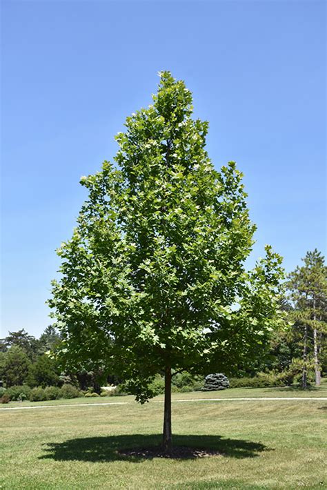 Ovation London Planetree Platanus X Acerifolia Morton Euclid In