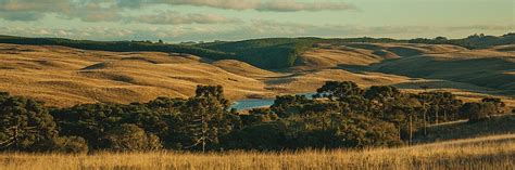 O Que Pampa Conhe A O Bioma Natural Do Sul Do Brasil