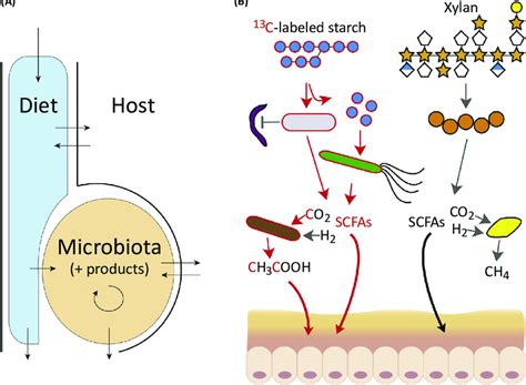 Mass Flows In The Host Associated Microbiota A Schematic Of General