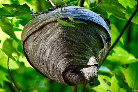 Bald Faced Hornets Nest Just Happened To Look Into The Tre Flickr