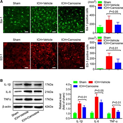 A Representative Immunofluorescence Staining Slices Of Iba Or Ed At