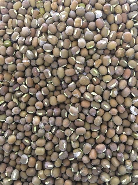 Natural Green Urad Seed For Cooking Packaging Type Loose At Rs