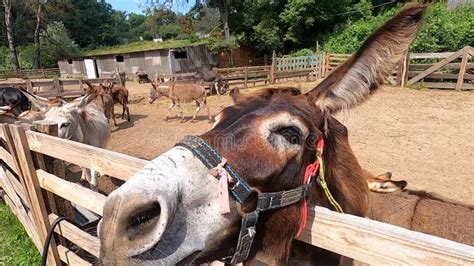 Domestic Donkey Ass Donkey Muzzle Head Close Up Many Donkeys Standing Paddock Stock Video