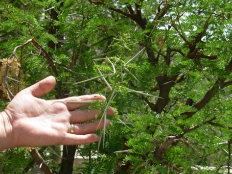 Thorn Tree In Israel Jerusalem Jerusalem Israel Holy Land Israel