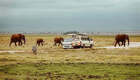 Elephant Herd Images, HD Pictures For Free Vectors Download - Lovepik.com