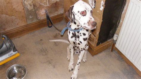 Couple Kept Dalmatians Starved And Tied To A Wall Itv News Central