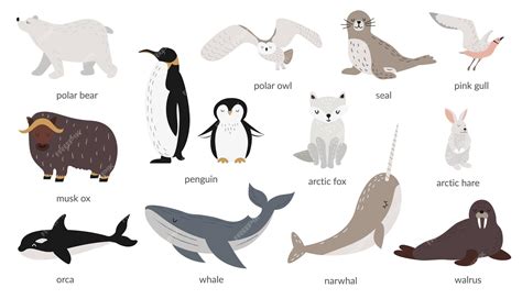 Premium Vector | Vector set of polar animals with names arctic animal marine mammals and birds ...