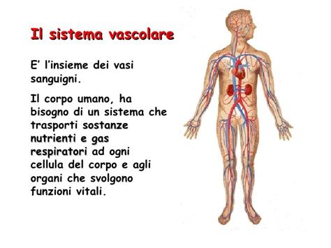 Apparato Circolatorio Diapositive Trasporti Corpo Schede Didattiche