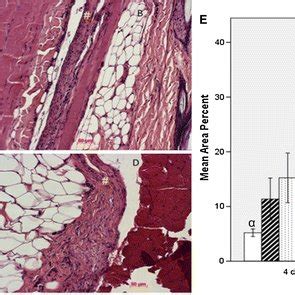 Inflammatory Reaction HE Stained Tissue Around The PP GSNO 70 MM At