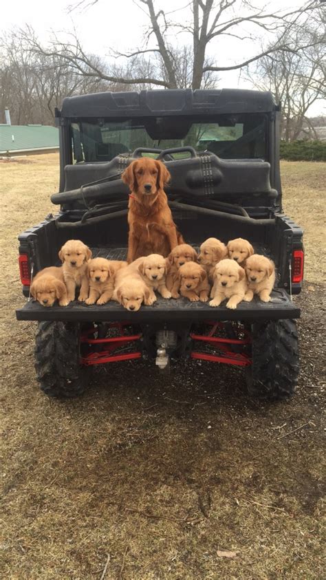 Kimber - Contest Entry #69103 - Modern Dog Magazine