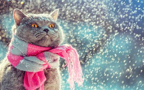 Comment Prot Ger Son Chat Du Froid