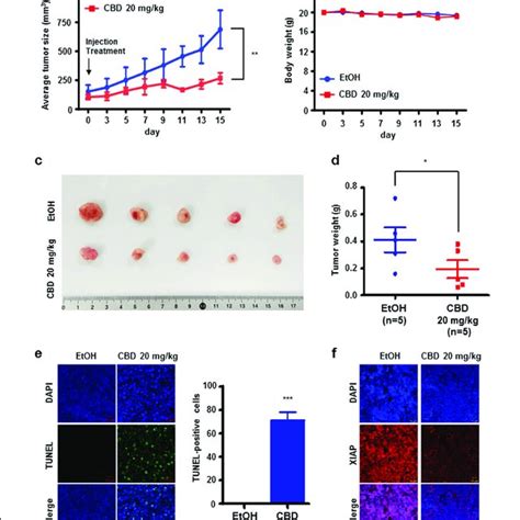 Effect Of CBD Treatment In An In Vivo Xenograft Mouse Model A Tumor