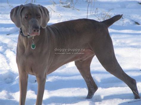 Веймаранер: фото, цена и особенности