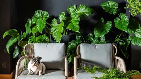 Planta Para Sombra Dentro De Casa - 16 plantas de sombra para cultivar dentro de casa sem medo! » Portal ...