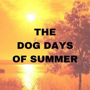 The Dog Days of Summer - Cool Roofs | All Weather Systems