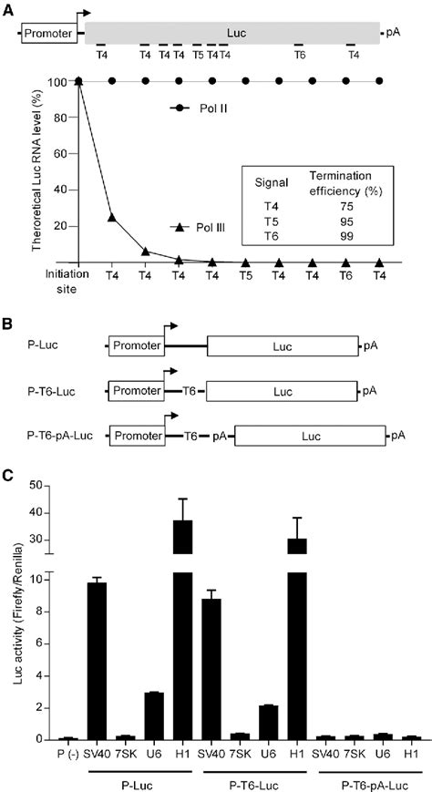 Figure From Rna Polymerase Ii Activity Of Type Pol Iii Promoters