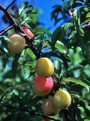 Ready To Plant Trees | Chickasaw Plum Tree By Wildtree