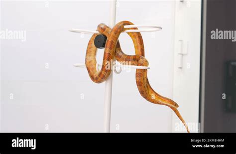 In a veterinary clinic, a snake crawls on a hanger.Domesticated animal. Reptiles Stock Video ...