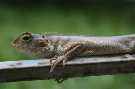 Lizard Chameleon Reptile - Free photo on Pixabay - Pixabay